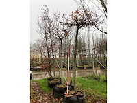 Amberboom - dakboom - afbeelding 2 van  3