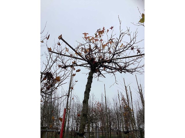 Amberboom - dakboom - afbeelding 3 van  3