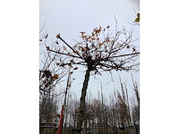 Amberboom - dakboom - afbeelding 3 van  3