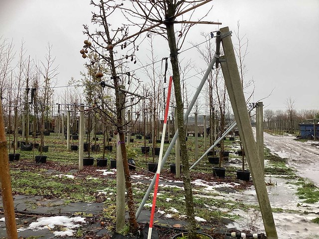 Amberboom - dakboom - afbeelding 1 van  3