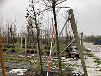 Amberboom - dakboom - afbeelding 1 van  3