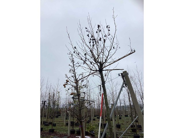 Amberboom - dakboom - afbeelding 2 van  3