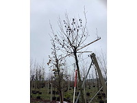 Amberboom - dakboom - afbeelding 2 van  3