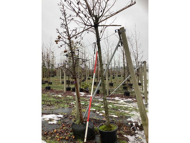 Amberboom - dakboom - afbeelding 3 van  3