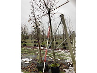 Amberboom - dakboom - afbeelding 3 van  3