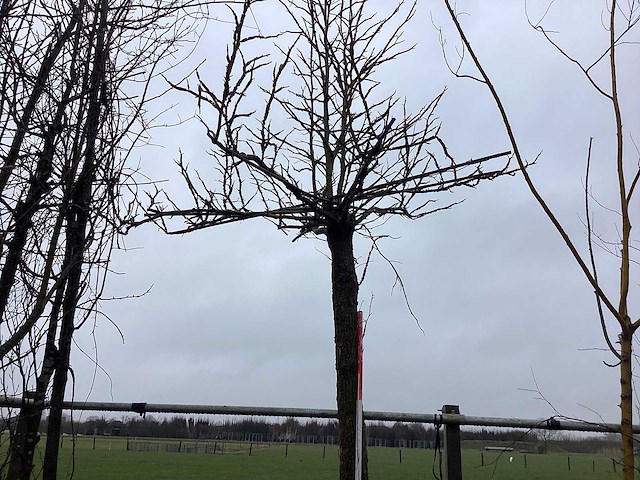 Amberboom - dakboom - afbeelding 1 van  3