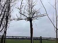 Amberboom - dakboom - afbeelding 1 van  3