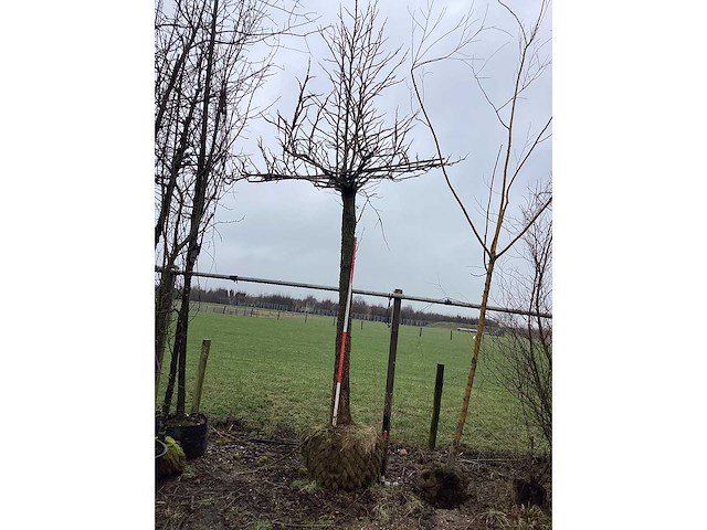 Amberboom - dakboom - afbeelding 2 van  3