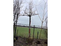 Amberboom - dakboom - afbeelding 2 van  3