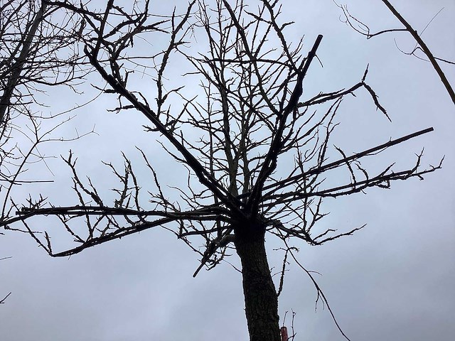 Amberboom - dakboom - afbeelding 3 van  3