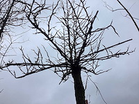 Amberboom - dakboom - afbeelding 3 van  3