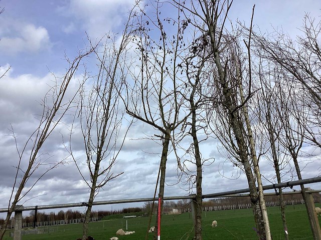 Amberboom - dakboom - afbeelding 1 van  2