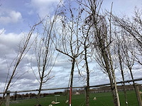 Amberboom - dakboom - afbeelding 1 van  2