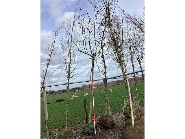 Amberboom - dakboom - afbeelding 2 van  2