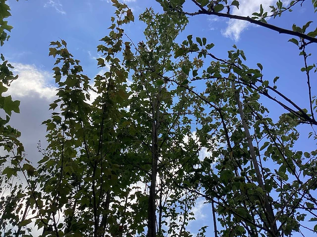 Amberboom - groenblijvende boom - afbeelding 2 van  2