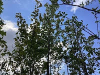 Amberboom - groenblijvende boom