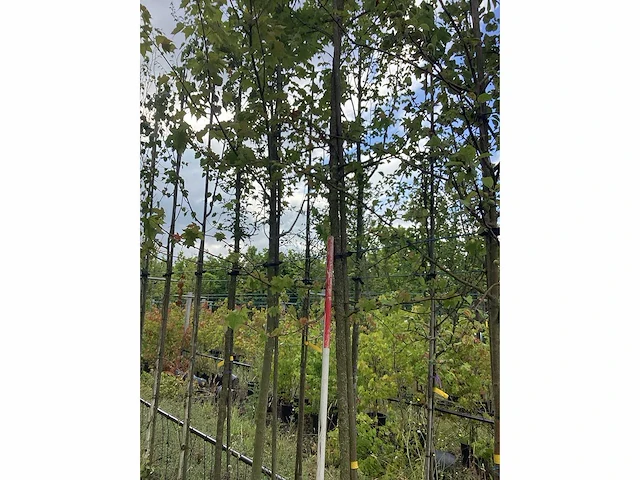 Amberboom - groenblijvende boom - afbeelding 1 van  2
