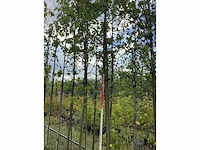 Amberboom - groenblijvende boom - afbeelding 1 van  2