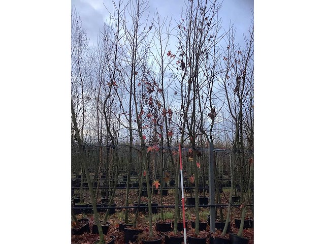 Amberboom - laanboom (10x) - afbeelding 2 van  4