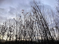 Amberboom - laanboom (10x) - afbeelding 4 van  4