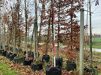 Amberboom - laanboom (2x) - afbeelding 1 van  3