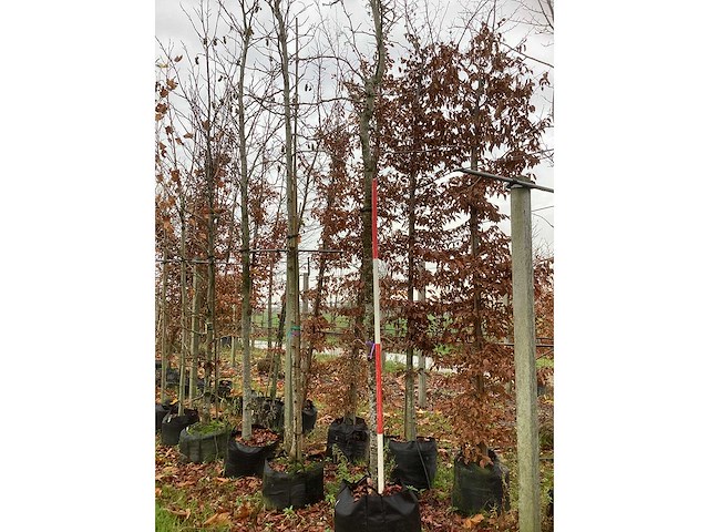 Amberboom - laanboom (2x) - afbeelding 2 van  3