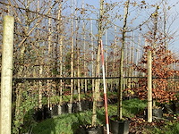 Amberboom - laanboom (2x) - afbeelding 1 van  3