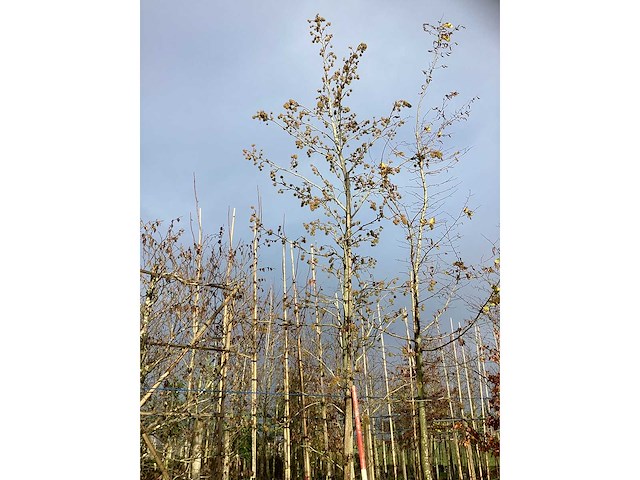 Amberboom - laanboom (2x) - afbeelding 2 van  3