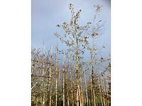 Amberboom - laanboom (2x) - afbeelding 2 van  3