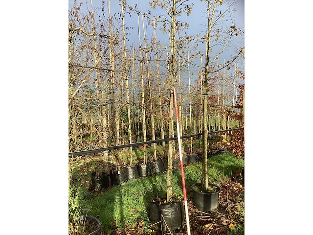 Amberboom - laanboom (2x) - afbeelding 3 van  3