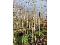 Amberboom - laanboom (2x) - afbeelding 3 van  3