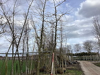 Amberboom - laanboom (2x) - afbeelding 1 van  2