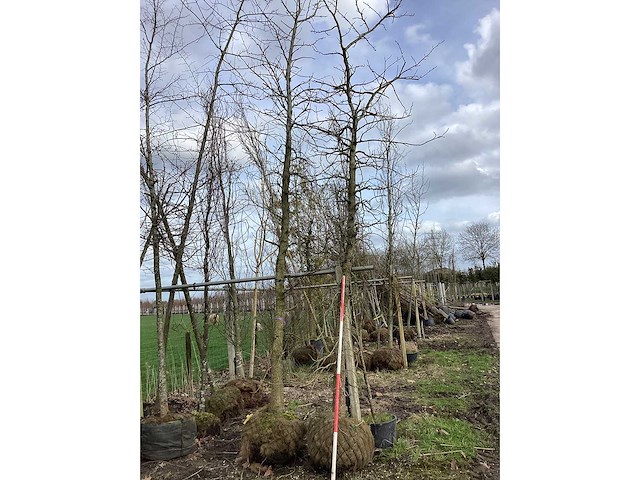 Amberboom - laanboom (2x) - afbeelding 2 van  2