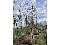 Amberboom - laanboom (2x) - afbeelding 2 van  2