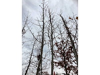 Amberboom - laanboom - afbeelding 3 van  4