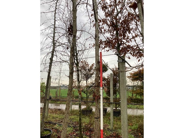 Amberboom - laanboom - afbeelding 4 van  4