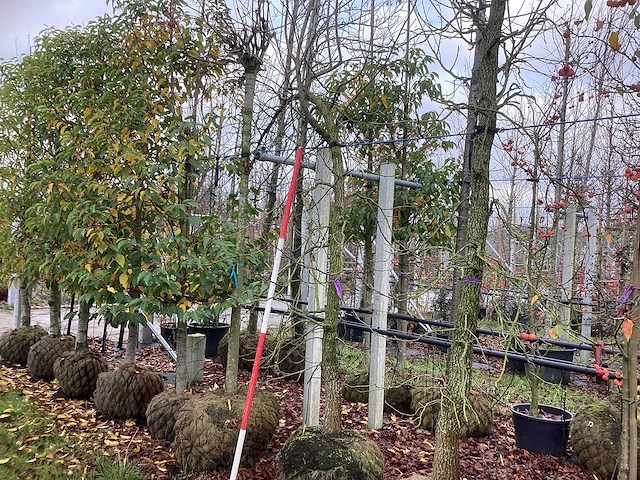 Amberboom - laanboom - afbeelding 1 van  3