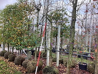 Amberboom - laanboom - afbeelding 1 van  3