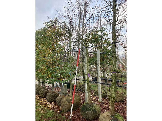 Amberboom - laanboom - afbeelding 2 van  3