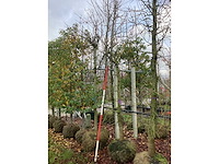 Amberboom - laanboom - afbeelding 2 van  3