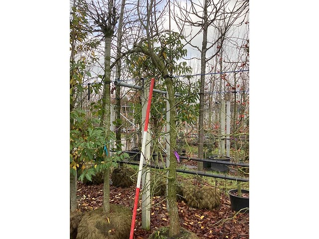 Amberboom - laanboom - afbeelding 3 van  3