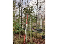 Amberboom - laanboom - afbeelding 3 van  3