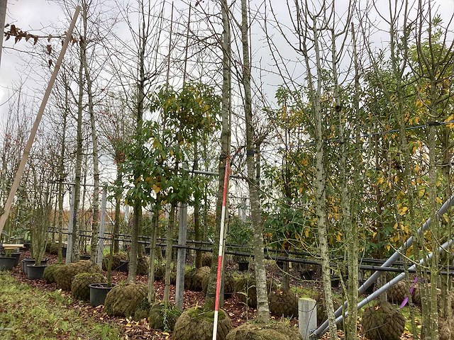 Amberboom - laanboom - afbeelding 1 van  3