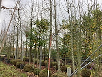 Amberboom - laanboom - afbeelding 1 van  3