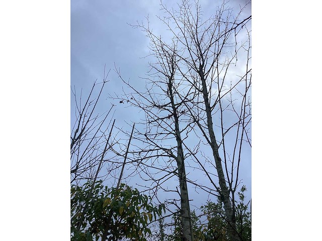 Amberboom - laanboom - afbeelding 2 van  3