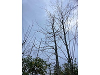 Amberboom - laanboom - afbeelding 2 van  3