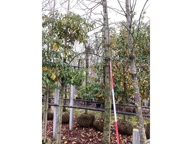 Amberboom - laanboom - afbeelding 3 van  3