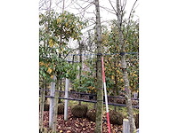 Amberboom - laanboom - afbeelding 3 van  3