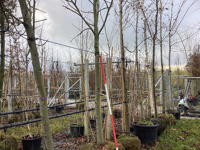 Amberboom - laanboom - afbeelding 1 van  3