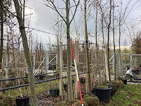 Amberboom - laanboom - afbeelding 1 van  3